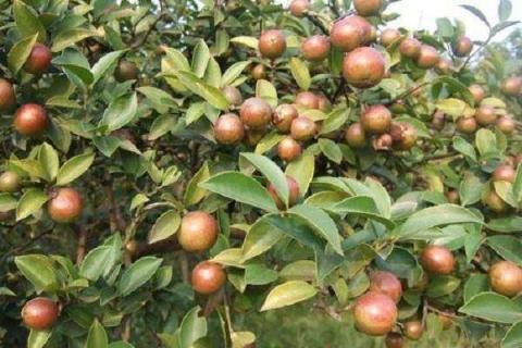 油茶树一年要施几次肥 油茶树一年能长多快