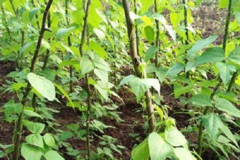 露地秋豆角种植时间 如何栽种产量高