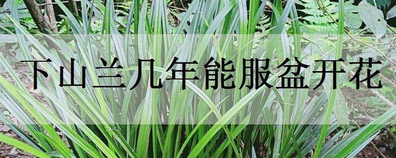 下山兰几年能服盆开花（下山兰花多久服盆）