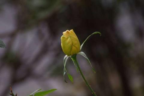 月季花花骨朵蔫了怎么办