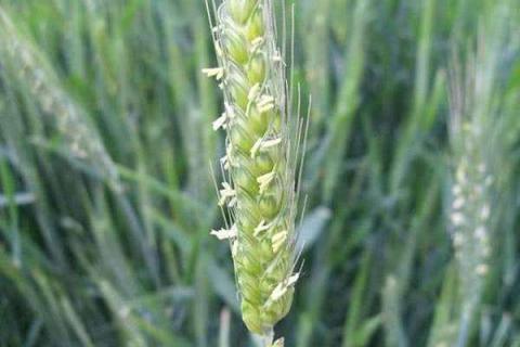 小麦扬花期可以施氮肥吗（小麦扬花期可以施氮肥吗为什么）