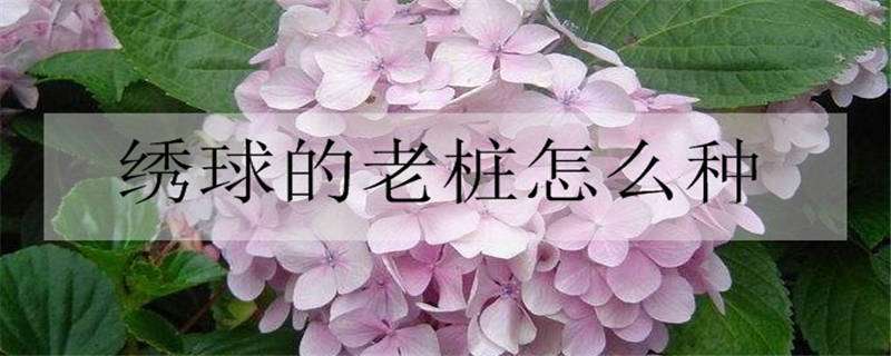 绣球的老桩怎么种 绣球的老桩怎么种植