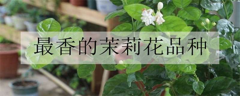 最香的茉莉花品种（最香的茉莉花品种笔尖茉莉花）