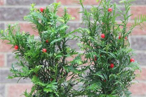 红豆杉刚移植完能浇水吗（新移植的红豆杉怎么浇水）