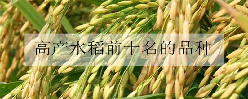 高产水稻前十名的品种（直播稻高产水稻前十名的品种）