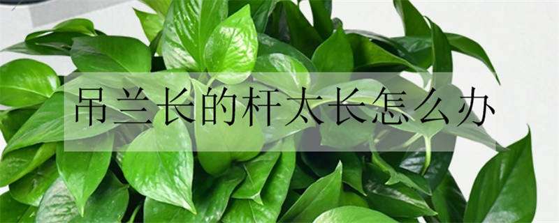 吊兰长的杆太长怎么办（吊兰长的杆太长怎么办视频）