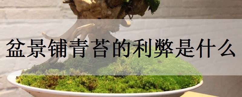 盆景铺青苔的利弊是什么（盆景铺青苔的利弊是什么原因）