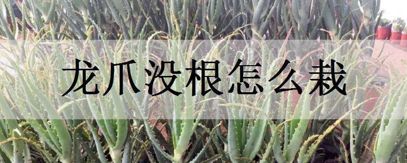 龙爪没根怎么栽