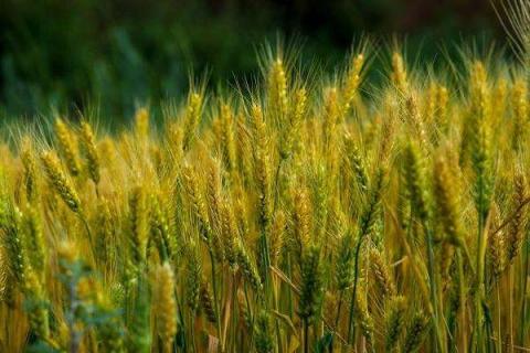 麦子各个阶段施什么肥料好 麦子各个阶段施什么肥料好呢
