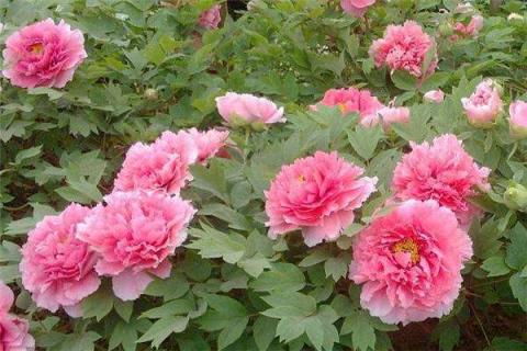 牡丹花叶子下垂补救方法 牡丹花叶子下垂补救方法图解