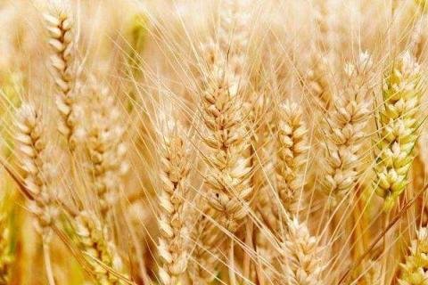 小麦冬灌能上化肥吗 施肥要注意什么