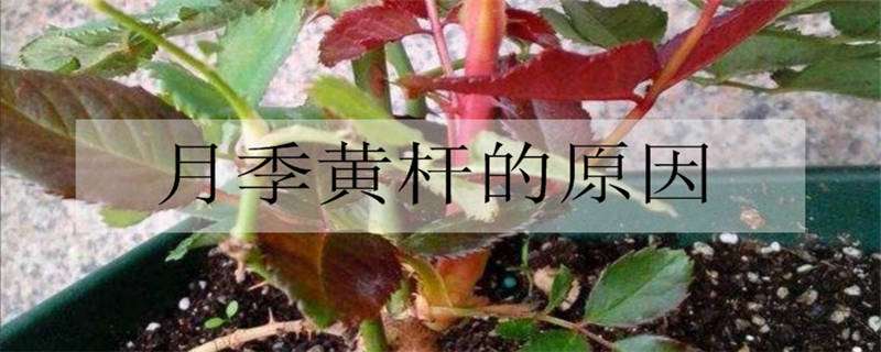 月季黄杆的原因 月季杆子发黄因为什么