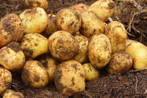 秋土豆种植时间与施肥技术 注意事项有哪些