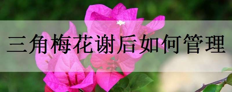 三角梅花谢后如何管理（三角梅花谢以后怎样管理）