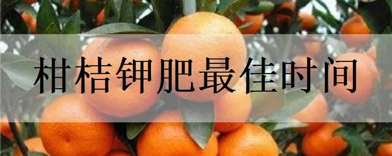 柑桔钾肥最佳时间