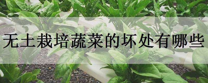 无土栽培蔬菜的坏处有哪些 无土栽培蔬菜的好处