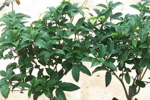 四季桂花修剪时间和方法是什么（四季桂花怎么修剪叶子才会旺）