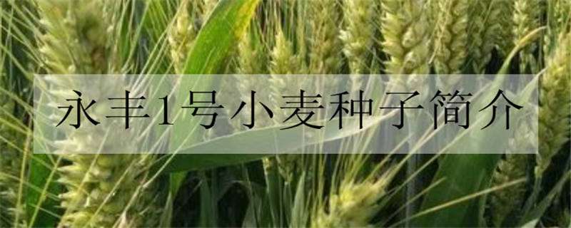 永丰1号小麦种子简介