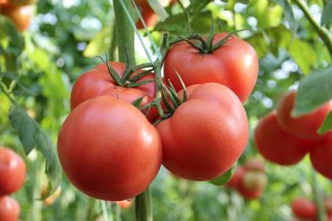 目前最好吃的小番茄是啥品种 最好吃的小番茄是哪一种