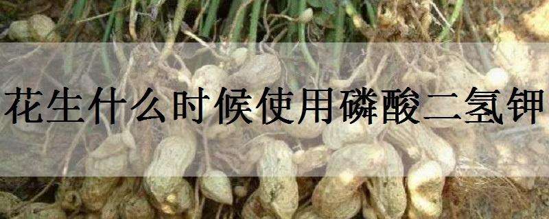 花生什么时候使用磷酸二氢钾（花生花期能打磷酸二氢钾吗）