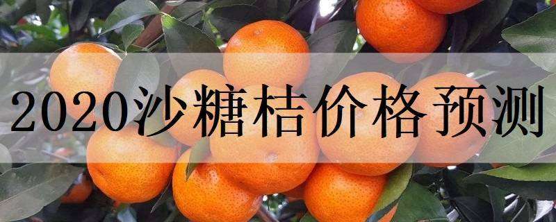 2020沙糖桔价格预测 预测今年沙糖桔价格