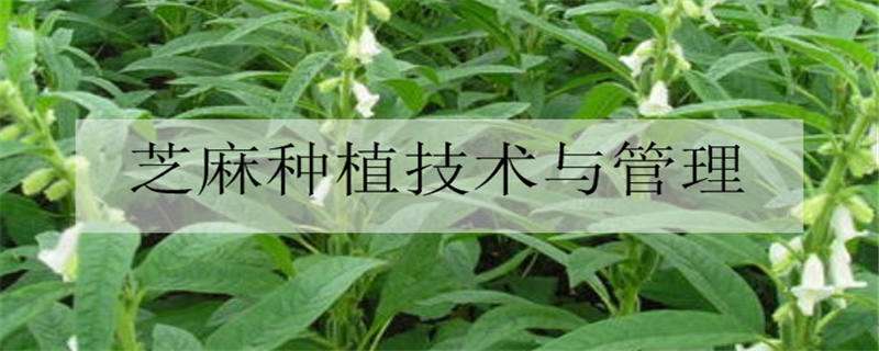 芝麻种植技术与管理方法是什么 芝麻种植技术与管理方法是什么意思