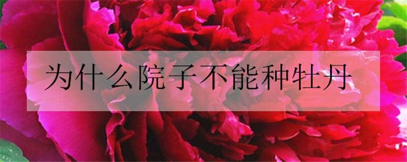 为什么院子不能种牡丹（为什么院子不能种牡丹港航说花范航说花）