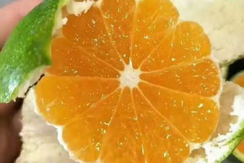柑橘脂点黄斑病用什么药最好（柑橘脂点黄斑病果实图片）