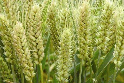 小麦黑穗病防治方法（小麦黑穗病图片）