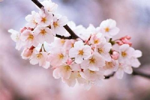 樱花种子需要去外壳种植吗（樱花种子需要去外壳种植吗图片）