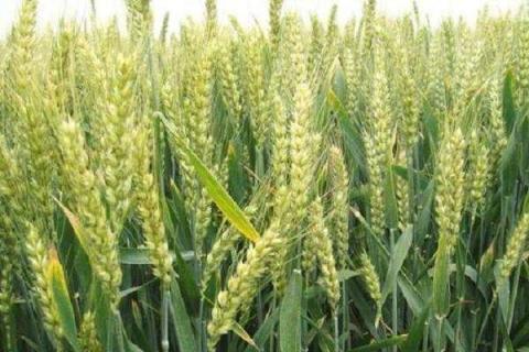 农民种植小麦的过程 农民种植小麦的辛苦的过程