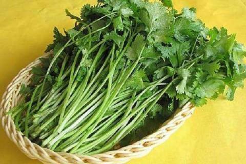 香菜种子需要去外壳种植吗（香菜种子需要破壳吗）
