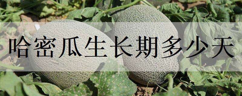 哈密瓜生长期多少天 哈密瓜生长期多少天施肥