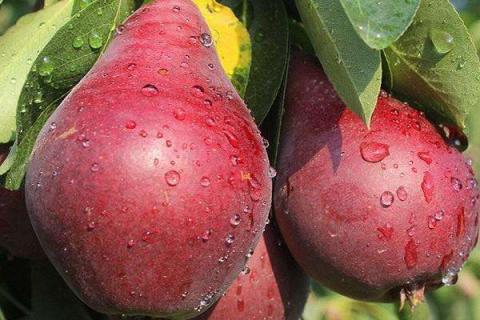 梨树的膨果期是什么时候 如何管理施肥