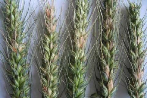 小麦吸浆虫的防治方法（小麦吸浆虫的防治方法视频）