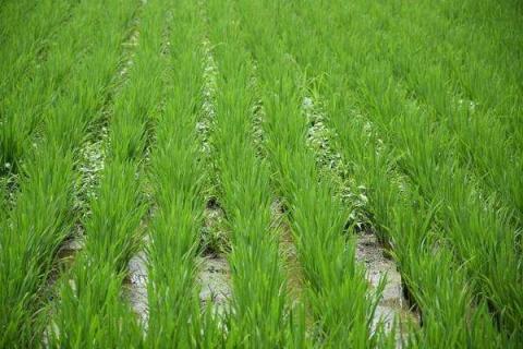 水稻秧苗被淹了还能生长吗 补救方法有哪些