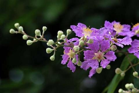 紫薇花长什么样（紫薇花长什么样子怎么画）