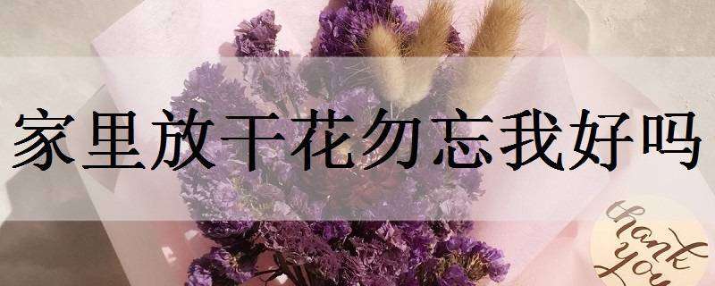 家里放干花勿忘我好吗