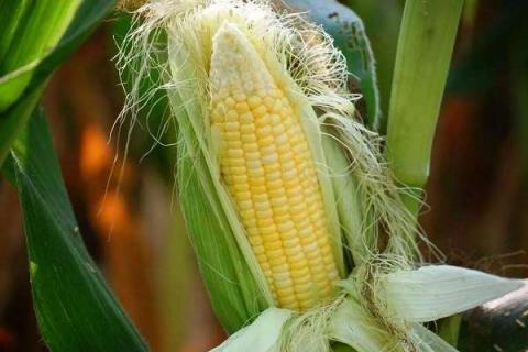 怎么判断玉米可以摘了 最佳收获期是什么时候