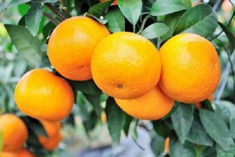 柑橘脂点黄斑如何配药（柑桔脂点黄斑病用药后的久能好）