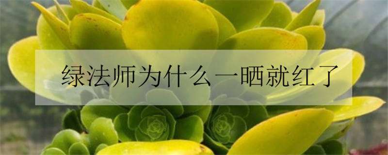 绿法师为什么一晒就红了（绿法师变黑是什么原因）