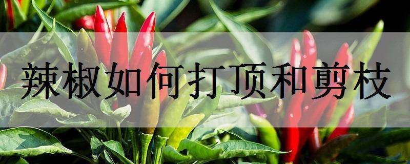 辣椒如何打顶和剪枝（辣椒如何打顶和剪枝视频）
