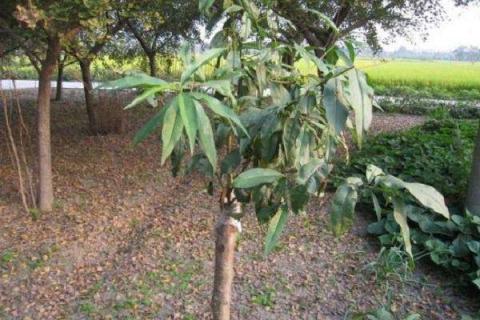 枣树和桃树可以嫁接吗 桃树和枣树一起种有什么禁忌