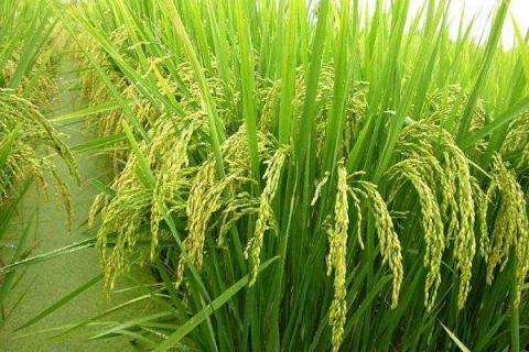 水稻破口期是什么时间 东北水稻破口期是什么时间
