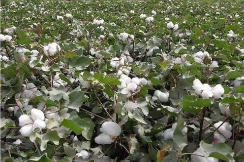 棉花施钾肥最佳时间 棉花用什么钾肥