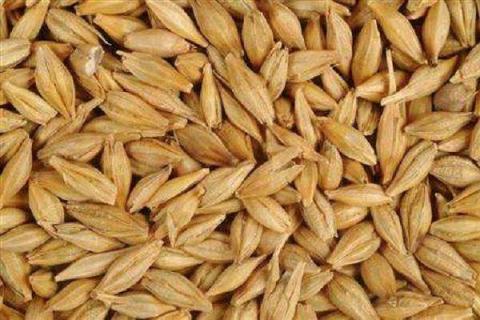 大麦出来的是什么粮食 大麦是主粮吗