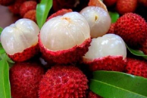 荔枝高产矮化种植技术 荔枝矮化种植技术视频