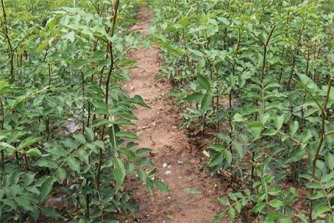三年花椒树怎么修剪 三年花椒树修剪技术视频