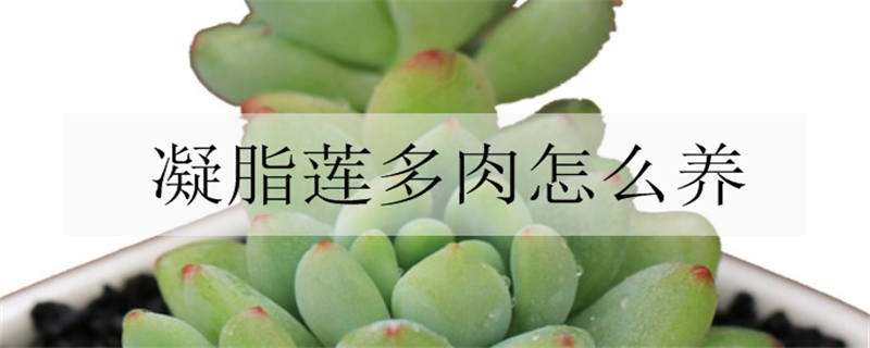 凝脂莲多肉怎么养 多肉凝脂莲的养殖方法和注意事项