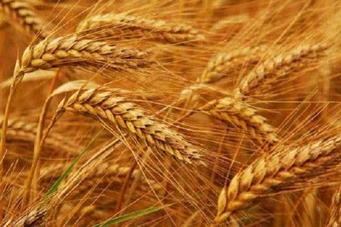 小麦在什么时期用吡唑醚菌酯 吡唑醚菌酯在小麦上多长时间打一遍